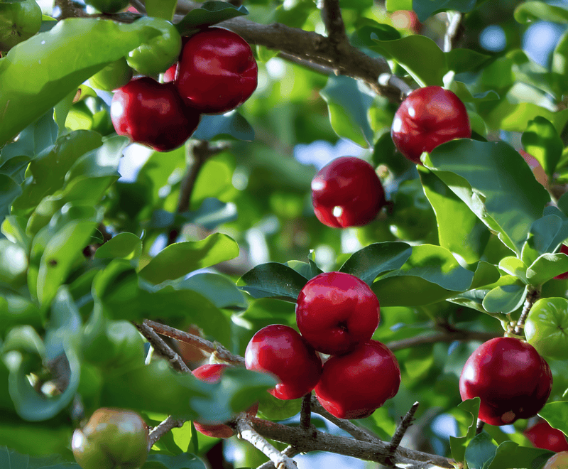 Acerola