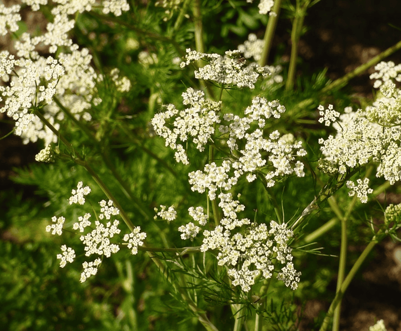 Alcarávia