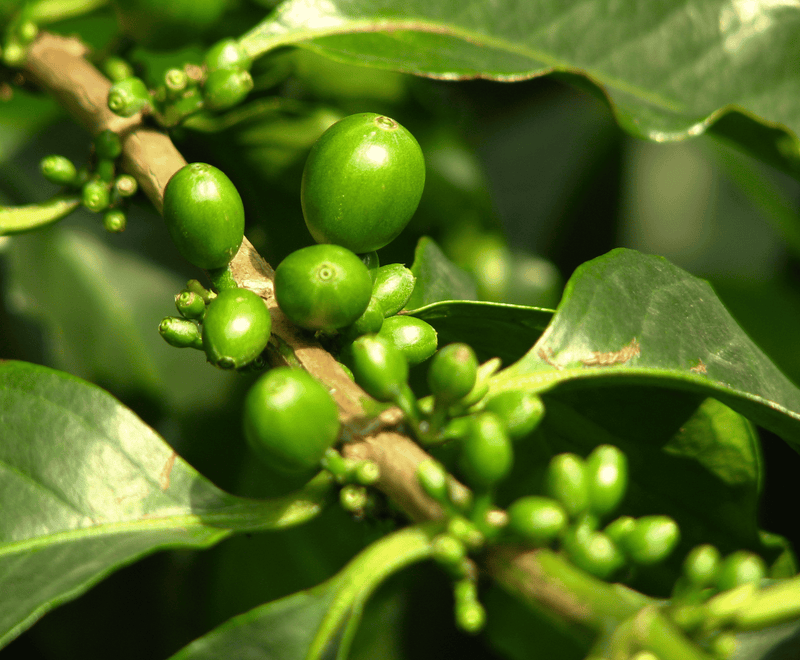 Café Verde