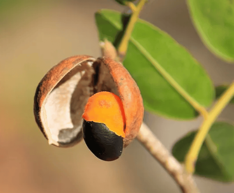 Frutas da Copaíba