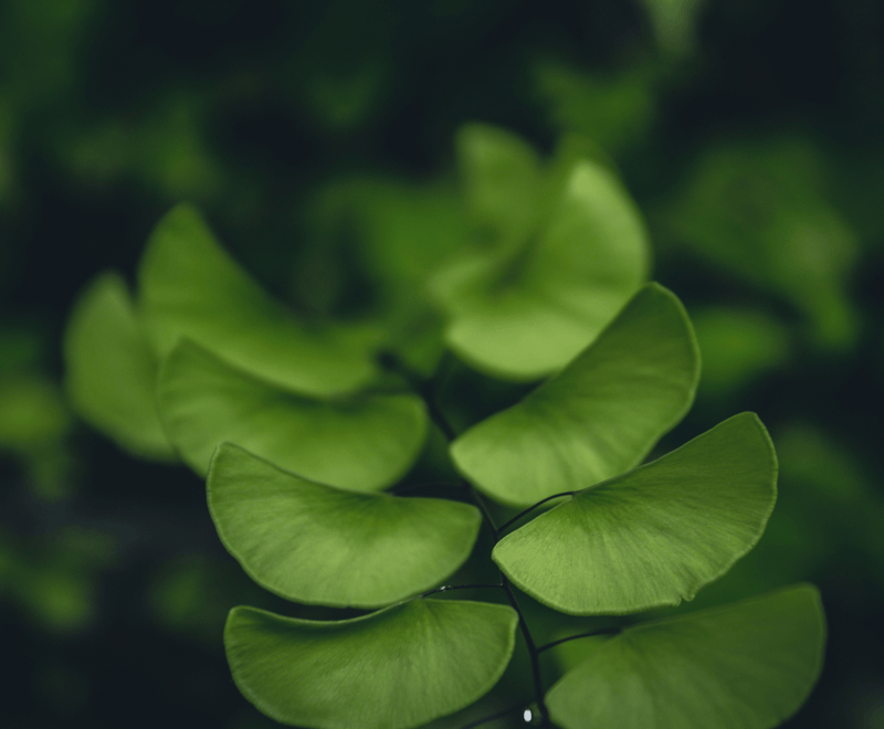 Ginkgo Biloba