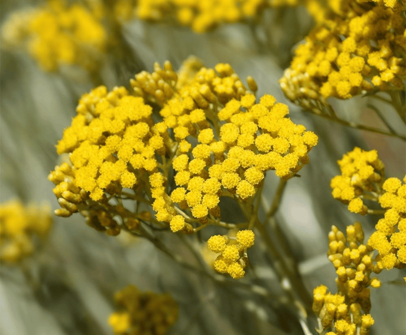 Helichrysum