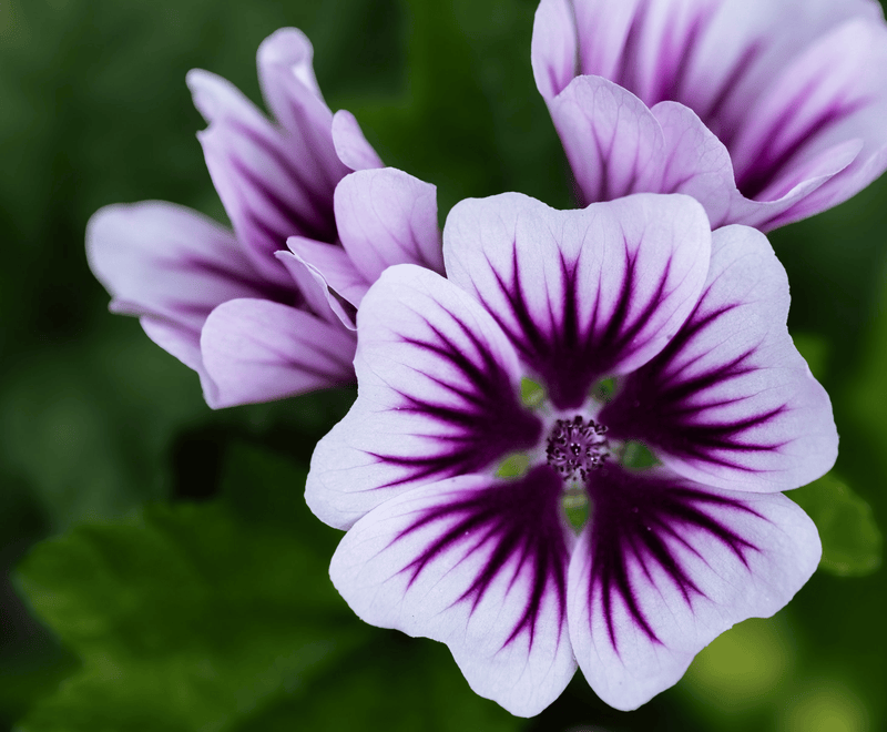 Malva