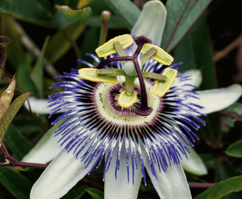 Passiflora