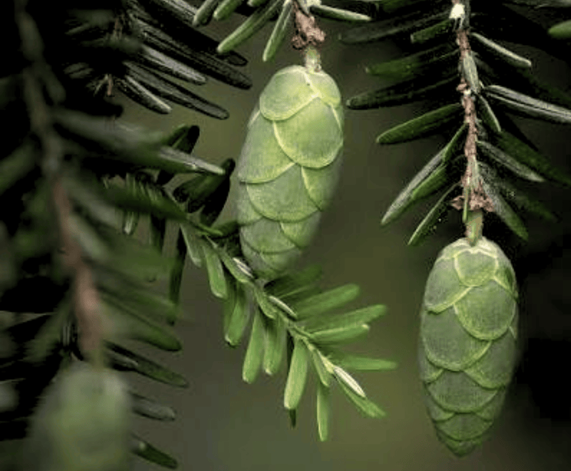 Espruce Canadense