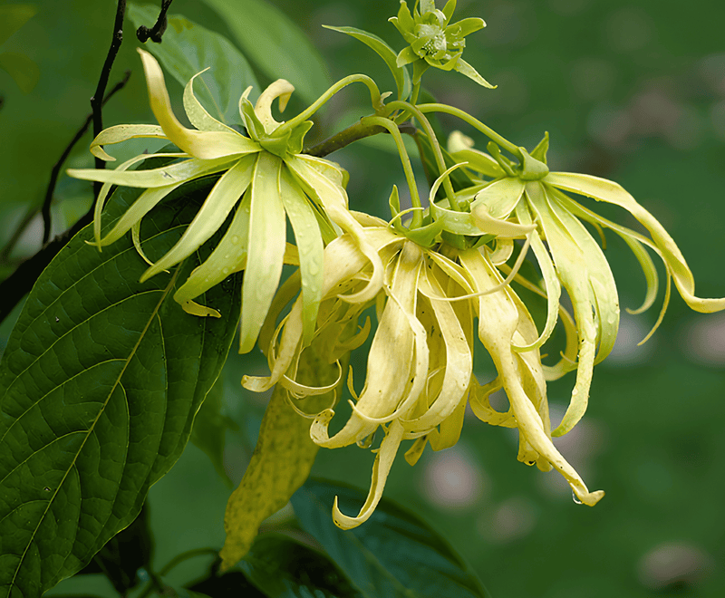 YlangYlang