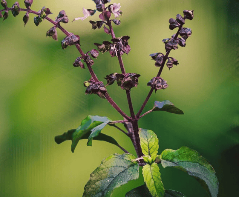 Tulsi