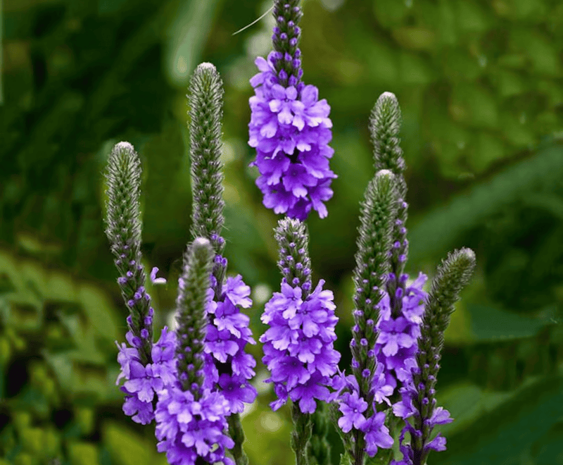 Verbena Brasileira